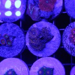 Reef Currents Corals