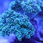 Reef Currents Corals