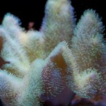 Sarcophyton Leather Coral