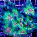 Space Invader Pectinia Unique Corals