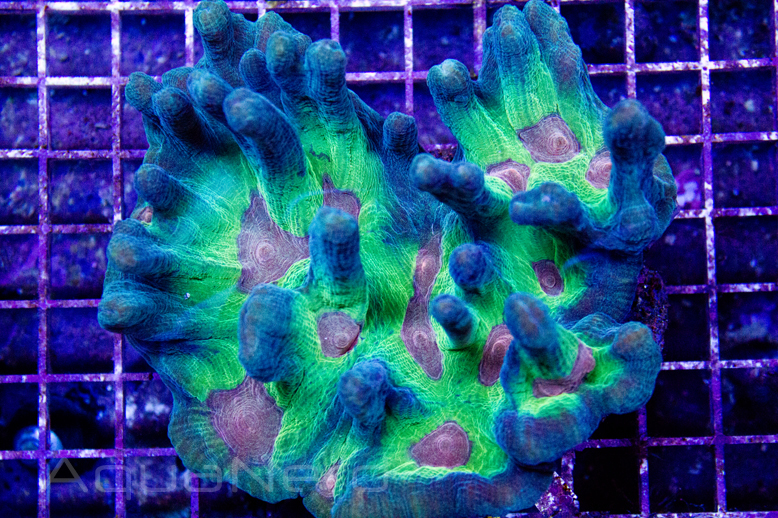 Space Invader Pectinia Unique Corals