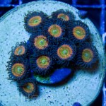 Sunny Delight Zoas Unique Corals
