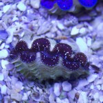 Tridacna maxima Unique Corals