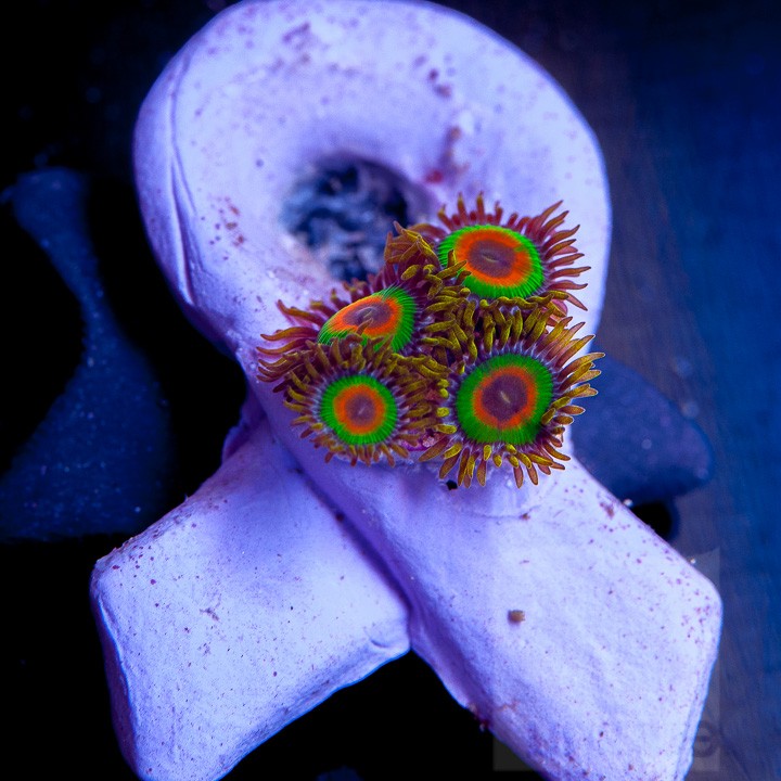 Unique Corals Rasta Zoas Corals for the Cure