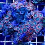 Zoanthids at Unique Corals