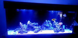 EcoTech Marine Display Tank