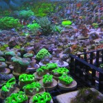 ReefKoi Coral Rack