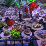 ReefKoi Coral Rack