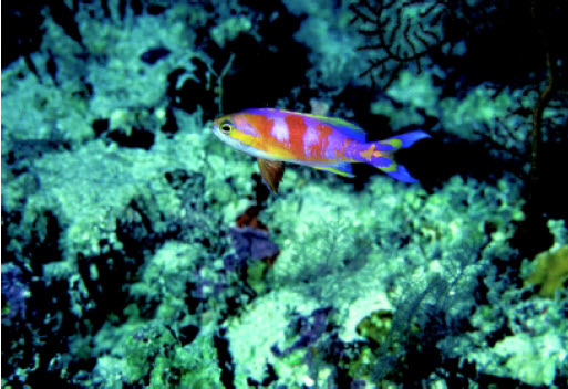 Pseudanthias calloura