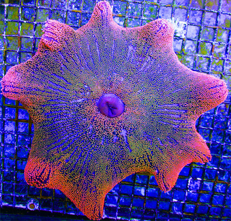 Rainbow Red Haddoni Carpet Anemone