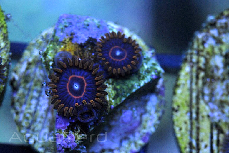 Red Hornet Zoanthids