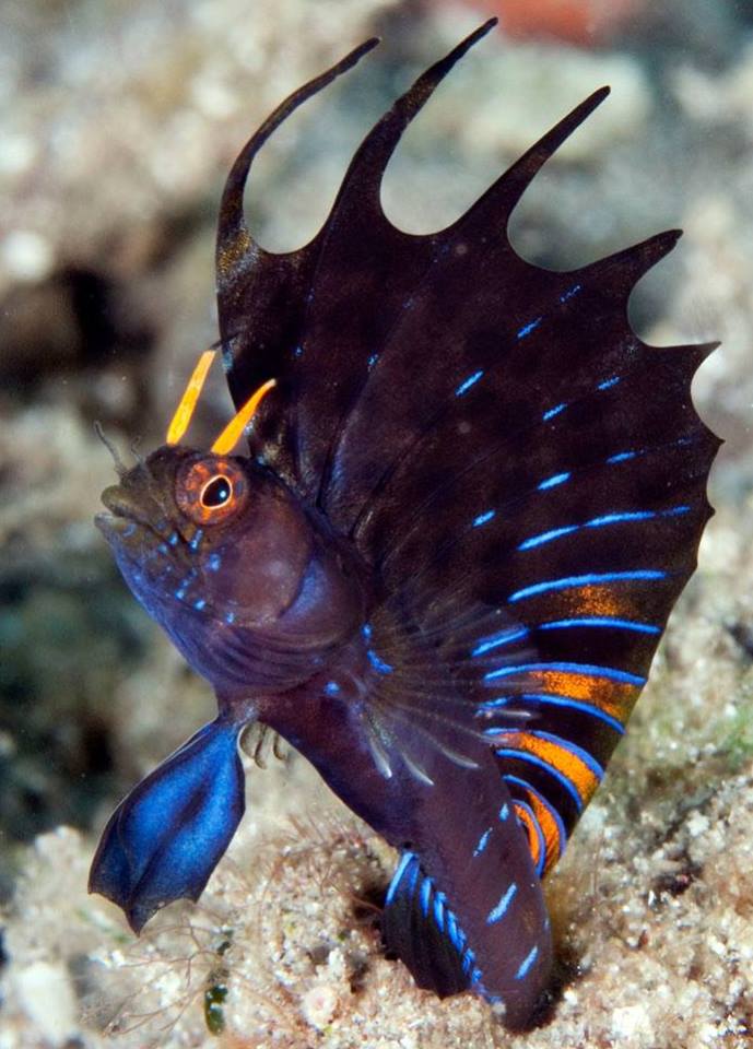 Sailfin Blenny