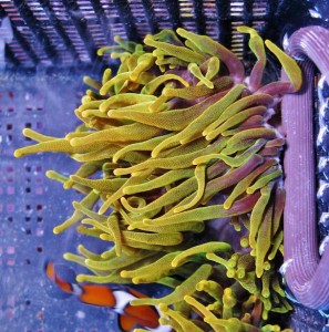 For Bubble Tip Anemones, Yellow is the New Red | AquaNerd