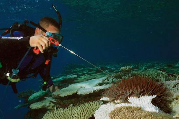 Australia Wipes Out 250,000 Crown-of-Thorns Starfish | AquaNerd