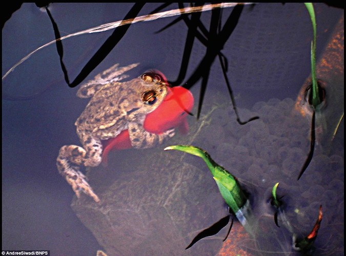 Frog Hops On Goldfish For A Ride Around The Pond Aquanerd