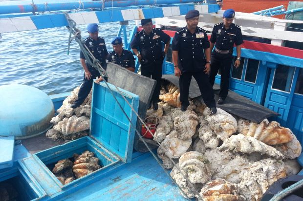 Seized Clams from Mengalum Island