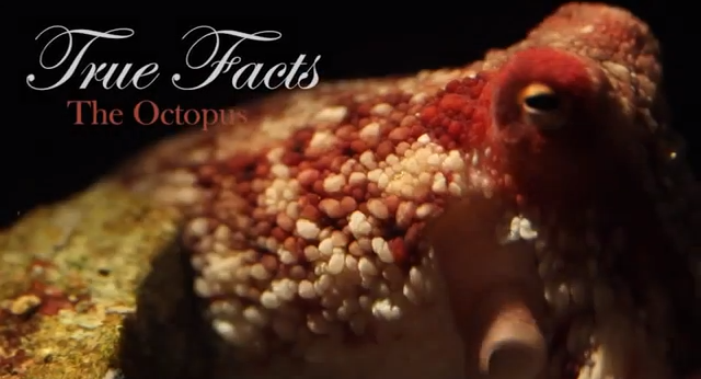 True Facts About the Octopus