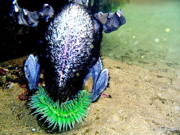 Anemone Eating Bird