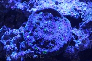 Green Eyed Chalice Coral