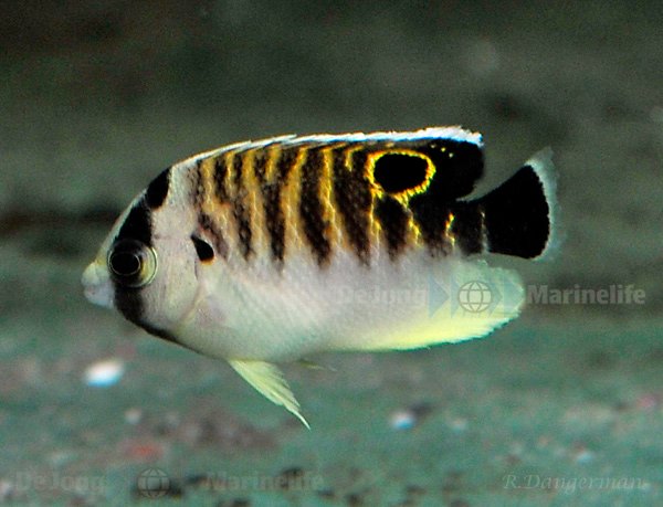 Juvenile Tiger Angelfish