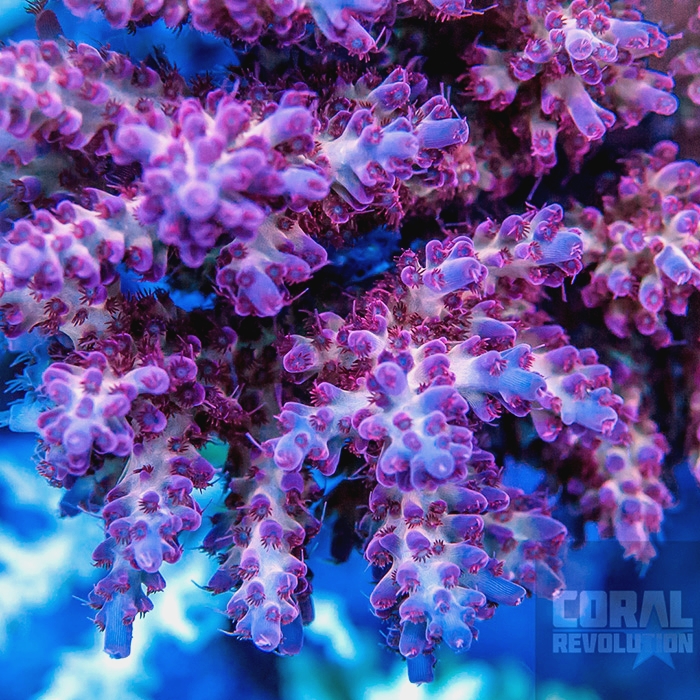 LE Rainbow Shortcake Acropora