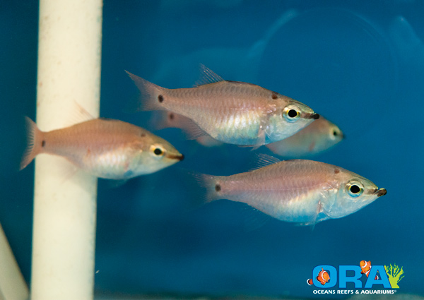 ORA Spotnape Cardinalfish Group