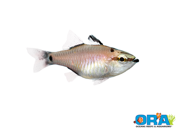 ORA Spotnape Cardinalfish