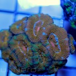 Orange and Green Acan