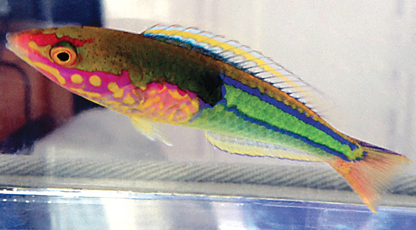 Pseudojuloides edwardi Pencil Wrasse