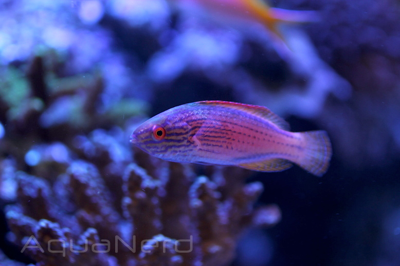 Pyle's Fairy Wrasse