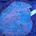Red and Blue Chalice Coral