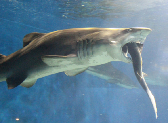 Sand Tiger Shark Attacks Blacktip