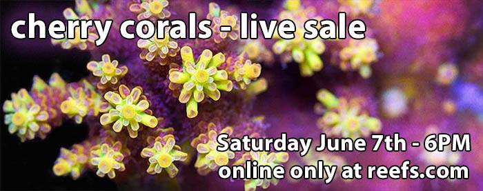 Cherry Corals Live Sale
