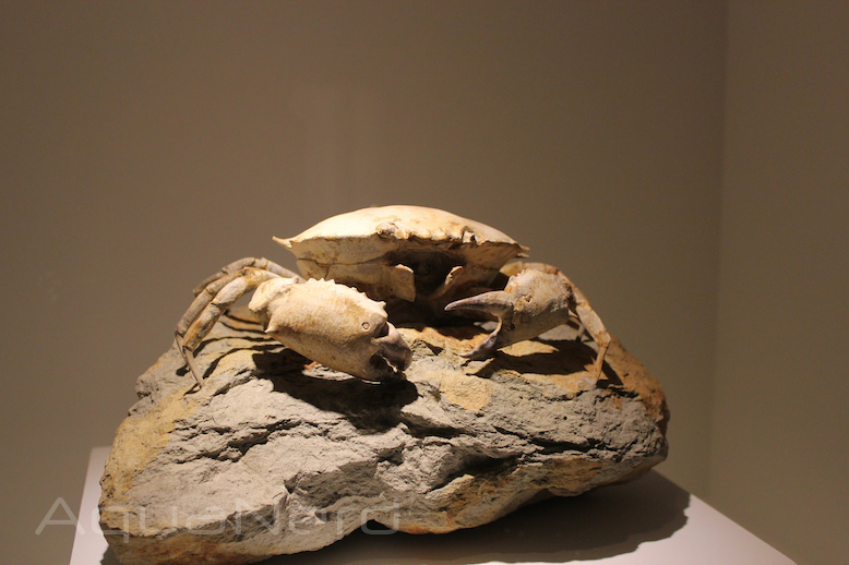 Fossilized Crab