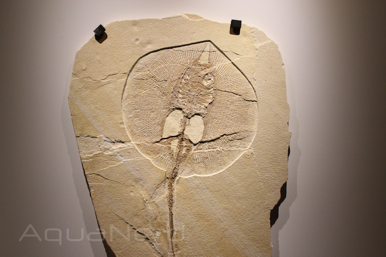 Fossilzed Stingray