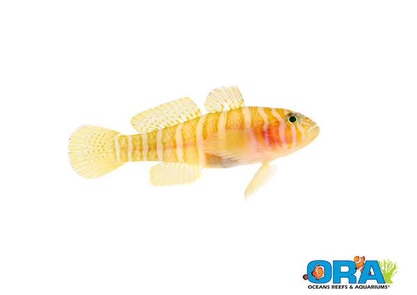 ORA Girdled Goby