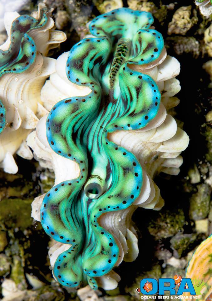ORA Turquoise Squamosa Clam