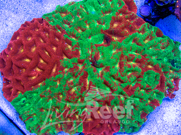 Living Reef Orlando Huge Bowerbanki