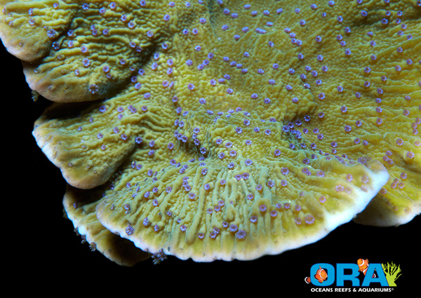 ORA Blue Polyp Capricornis