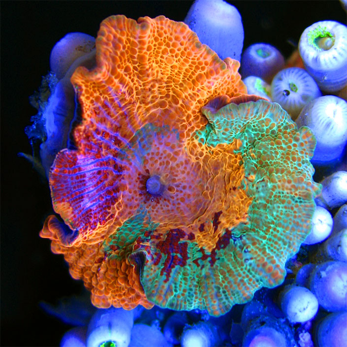 Sexy Corals Super Schroom