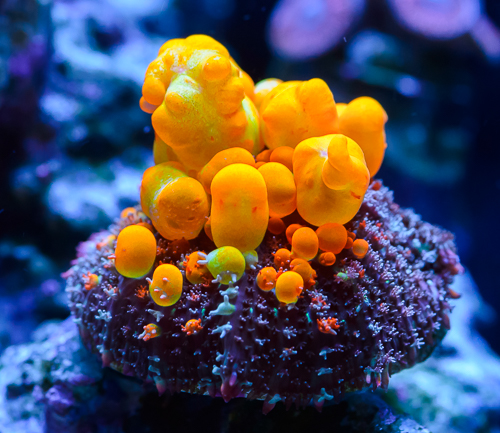 WWC Bounce Mushroom Coral