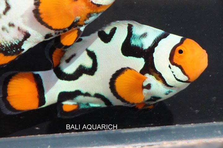 Bali Aquarich Nebula Clownfish