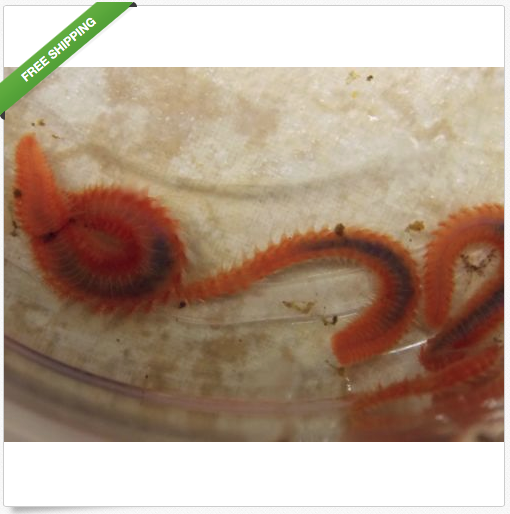 Bristleworms On eBay