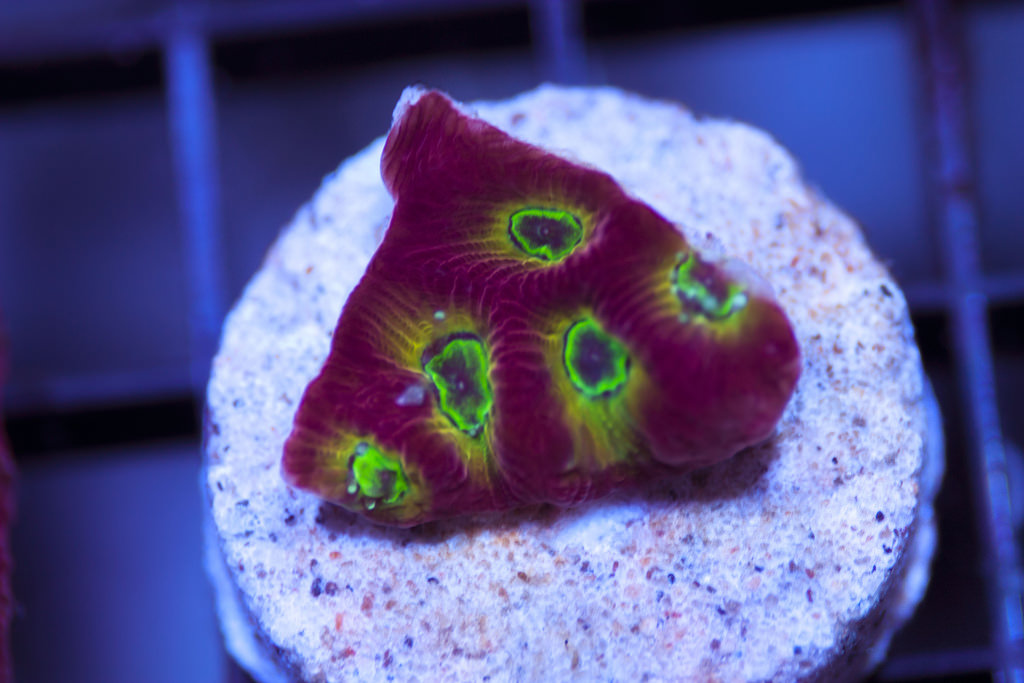 Exclusive Corals Ultra Favia Frag