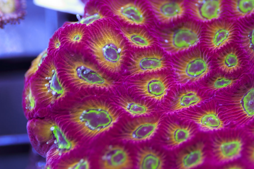 Exclusive Corals Ultra Favia