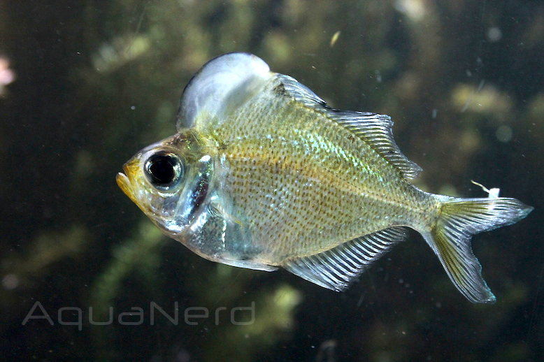 Humphead Glassfish