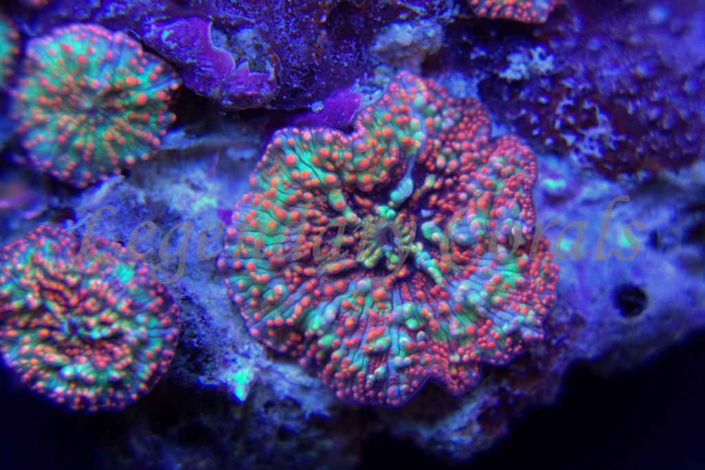 Pantsdropper Mushroom Coral