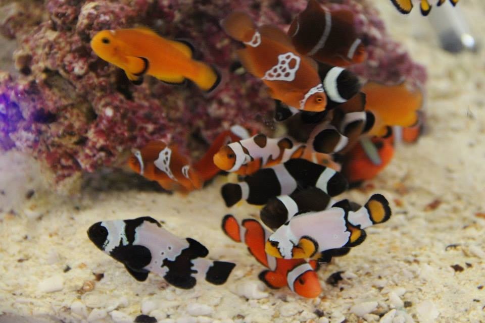 Lightning Maroon Clownfish