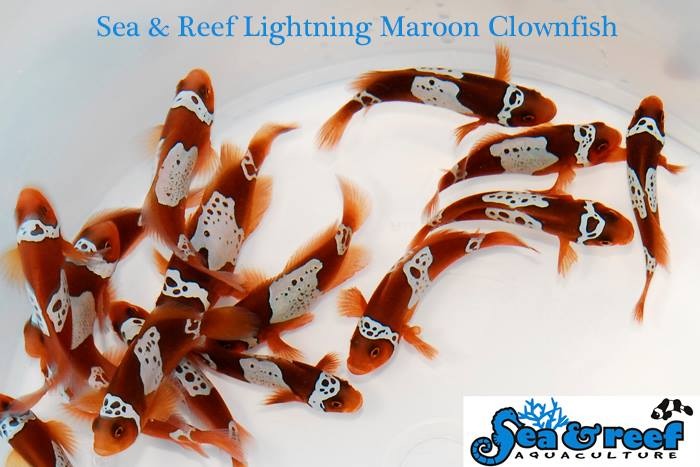 ORA LuxLightning Maroon Clownfish - Oceans Garden Aquaculture