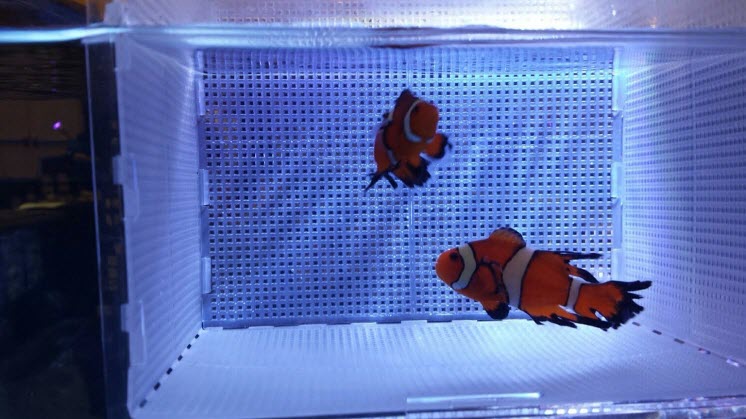 Sustainable Aquatics Longfin Clownfish